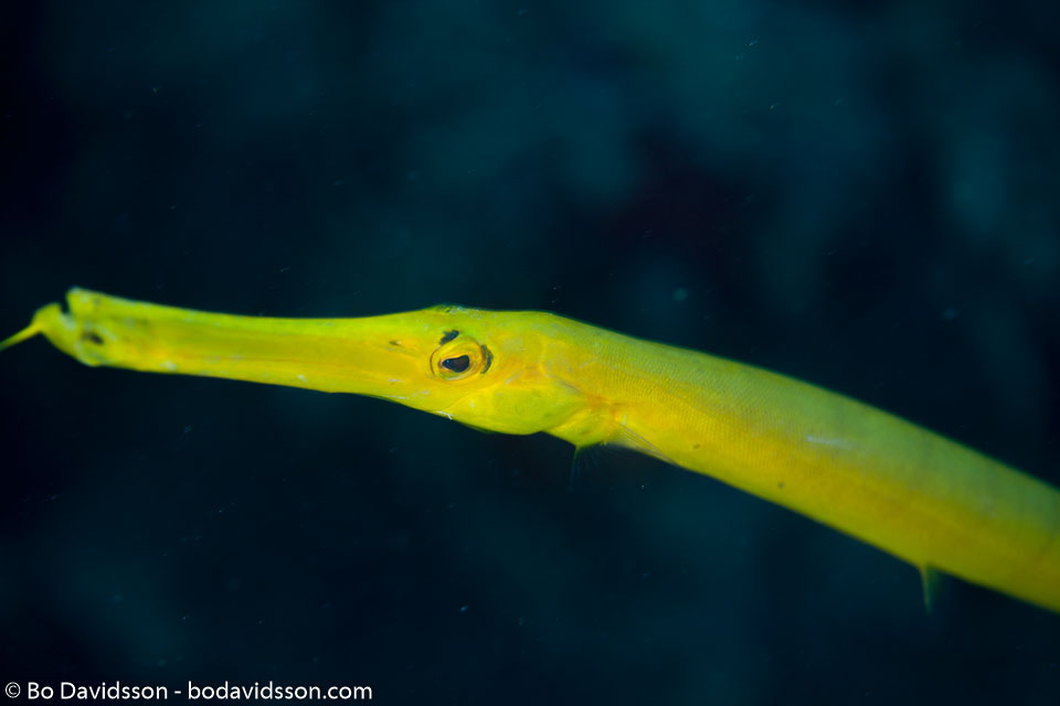 BD-150420-Maldives-7390-Aulostomus-chinensis-(Linnaeus.-1766)-[Chinese-trumpetfish].jpg